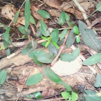 Cryptocoryne beckettii Thuill. ex Trim.